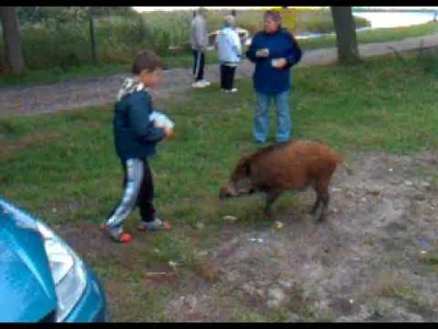 franek-frankowski - Dziki to mi z ręki jedzą, a właściwie to mojemu synowi. Sorki za ...