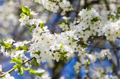 szas - Mireczky, gdzie w Rzeszowie znajdę kwitnące wiśnie lub magnolie?
pic rel ( ͡°...