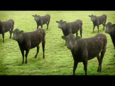 NoOne3 - Krowy chodzą tak samo: