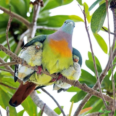 nikto - Kilka ciekawych zdjęć, jak ptaki dbają o swoje potomstwo, pod tym linkiem:
h...