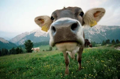 sinusik - #ciekawostki #krowa #zwierzaczki 
Naukowcy w Uniwersytecie Bristol w Wielk...