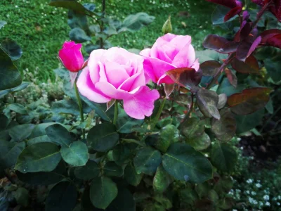 laaalaaa - Róża 46/100 z mojego ogrodu ( ͡° ͜ʖ ͡°)
#mojeroze #ogrodnictwo #chwalesie...