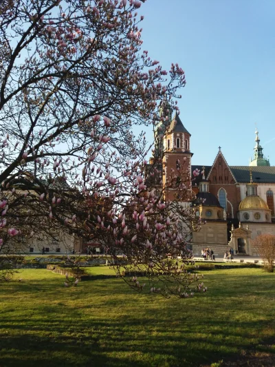 namietna_kaszanka - Nadszedł wreszcie ten czas, gdy magnolie na Wawelu zaczynają kwit...