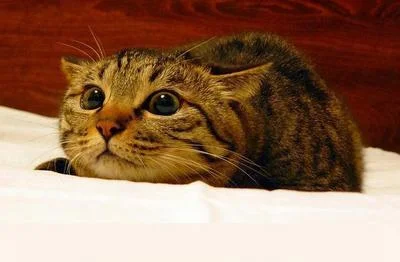 N.....m - zapraszam miłośników kotów do tagowania chłamu " #kotyzakopujo " i obserwow...