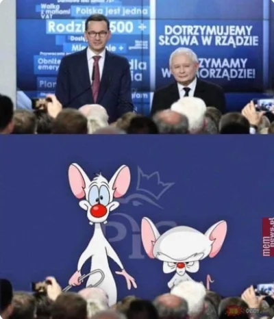 Zarzadca - To Pinky i Mózg. Kolejna próba podbicia świata.

#bekazpisu #bekazprawakow...