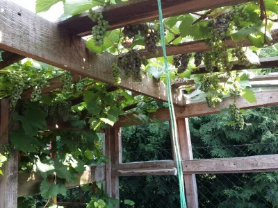 R.....0 - Zaczynają dostawać koloru. :)

#ogrodnictwo #ogrod #winogrona #winorosl #...