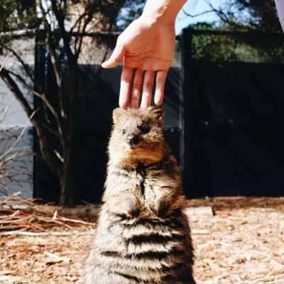 mfek00 - Patrzcie jaka wysoka kuoczka ʕ•ᴥ•ʔ

#quokkanadzis #quokka #zwierzaczki #sm...