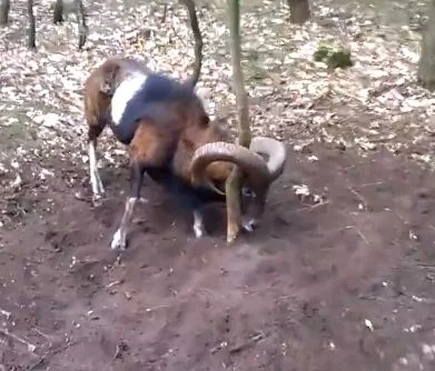pogop - Biegacz ratuje specyficznie uwięzionego muflona (wideo)

http://www.wykop.p...