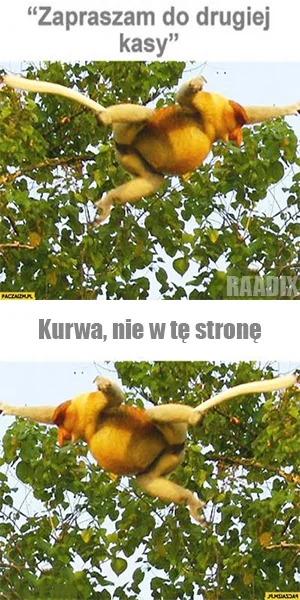 Raadix - Synek w drugą stronę
#heheszki #humorobrazkowy #polak #nosaczsundajski #tak...