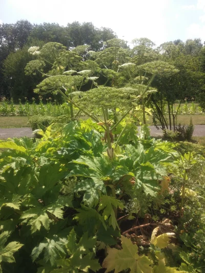 astat - W Łodzi, w parku botanicznym mają barszcz sonsowskiego odgrodzony sznurkiem( ...