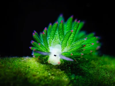 k.....v - Costasiella kuroshimae is a species of a shell-less sacoglossan sea slug

...