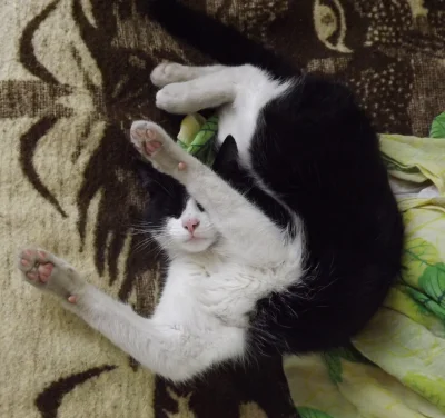 Caroo - #kot #koty #caturday

A ja śpię tak.