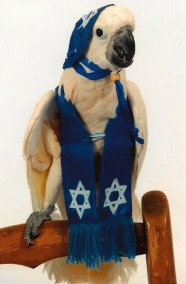 Szpeju - @pixelbox: żydowski fapug już czeka na szekle