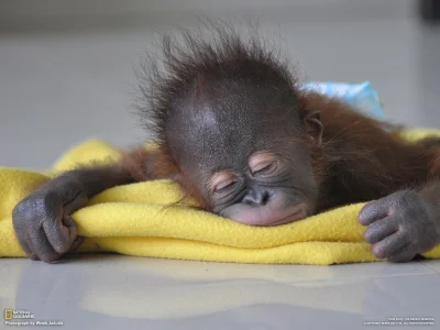 likk - śpioch

#zwierzaczki #orangutan
