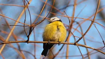 wykopowypixel - Wczoraj spotkałem takiego przyjemnego ptaszka w parku Praskim.
#fotog...