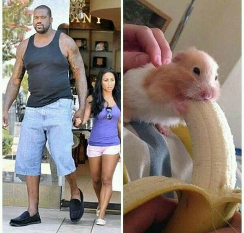 Хомячок и банан