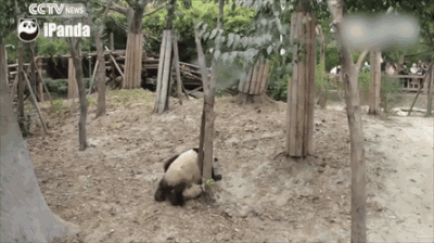 likk - XD

#zwierzaczki #pandysazajebiste #panda #gif 

https://youtu.be/wVDQyNzT...