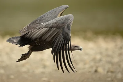 likk - Sęp Bengalski - Gyps bengalensis - White-rumped Vulture Jeszcze w 1985 gatunek...