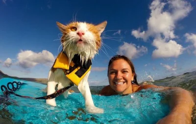 anenya - Oto Kuli. Jednooki kot, który surfuje na Hawajach. 
#koty #kotysazajebiste