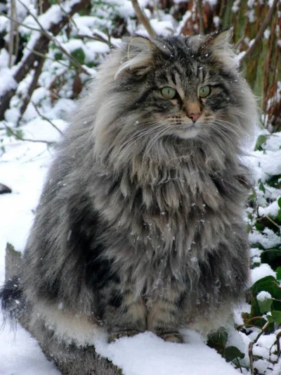 GraveDigger - Norweski kot leśny. Piękny :)

#zwierzaczki #koty