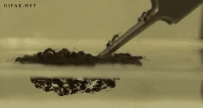 marianoitaliano - tu sprytne mrówki nie dają się zatopić