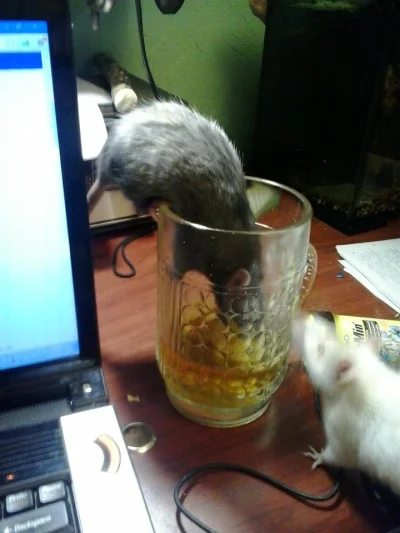 Vilyen - @Naxster: moja ulubiona szczurzyca (szara) podczas wypijania mojej herbaty z...
