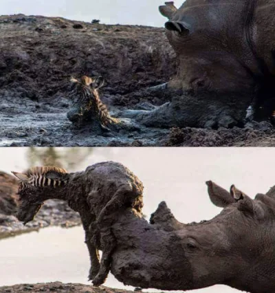 l.....2 - #zwierzaczki #zwierzeta #nosorozec #zebra