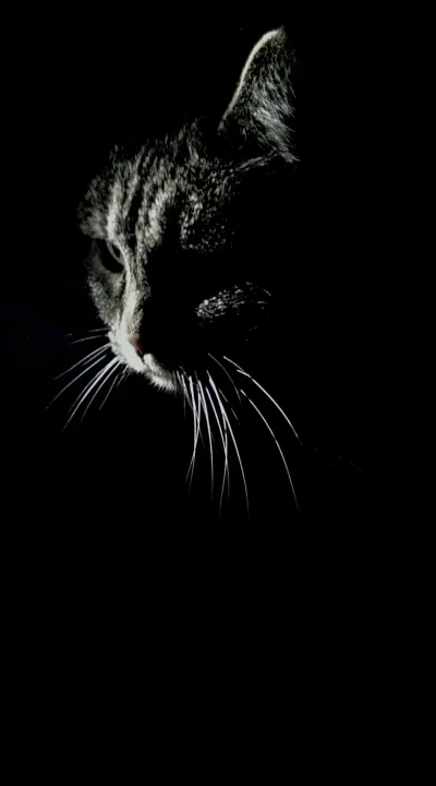 kurt_hectic - Kot wszedł w plamkę światła, chwyciłem za telefon: