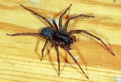 Tlenowodorek_polaka - Kolejnym przykładem pająka którego można spotkać w naszym domu ...
