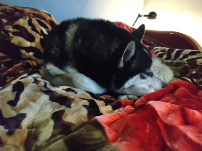 Gostas - @awsedr: ja tam wolę pieseła