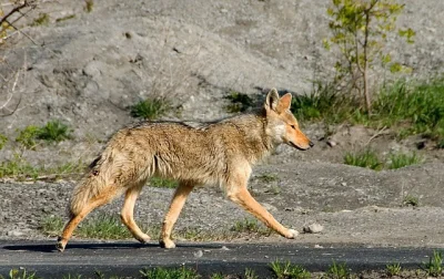 dendrofag - To jest raczej kojot, a nie wilk.