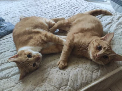 Zuchwaly_Pstronk - #koty #pokazkota 

Dwaj bracia* mruczący na materacu leżący

SPOIL...