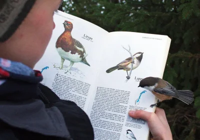 b.....k - #ptaki #smiesznypiesek #ornitologia 

"Co tam o mnie piszą?" :D