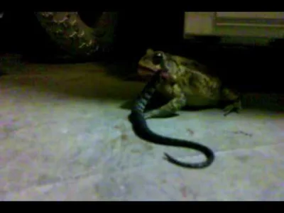 Keken - Żaba zjadająca węża.

#gady #wonsz #zaby