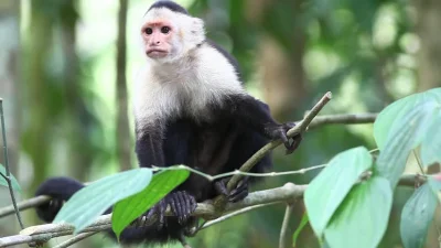 deval - "Szukajcie małpki! Wiem co mówię! Widziałem Epidemię!" ( ͡~ ͜ʖ ͡°)