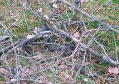 gadamdosiebie2 - Mirki jestem w lesie i spotkałem węża 
Jaki to wąż? 
#pytanie #kic...