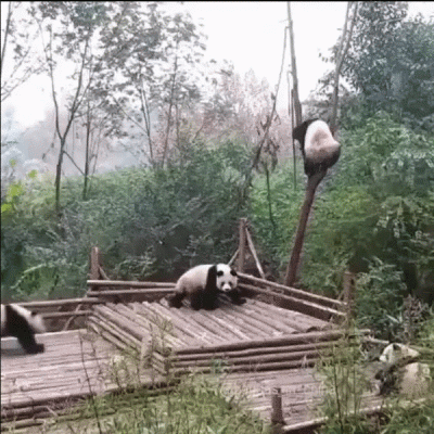 OddieTG - powód dlaczego pandy są gatunkiem zagrożonym ( ͡º ͜ʖ͡º)


SPOILER

SPO...