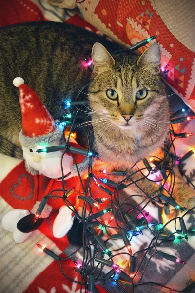 biuna - #kotybiuny #koty #swieta
Wszystkiego co dobre na Święta! :)