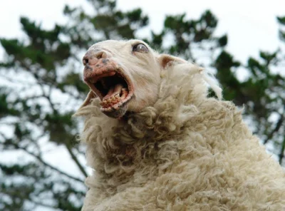 K.....n - @zybyzy: a owce przeżyły i teraz pewnie gdzieś zajadają świeżą trawę i mięs...