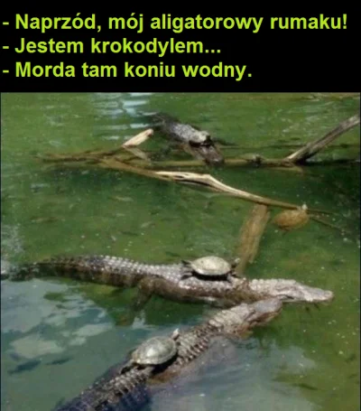 paczfikacz - #memy #humor #smiesznypiesek