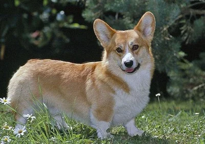 semperfidelis - > najbardziej zajebistego psa na świecie #corgi :>



@sapowodydo_mru...