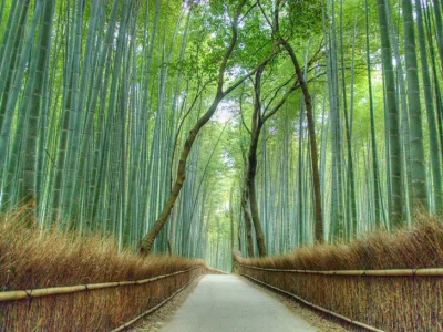 Zdejm_Kapelusz - Las Arashiyama w Kyoto.

#fotografia #earthporn #japonia