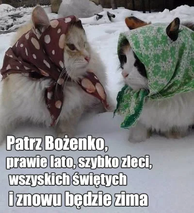 Katzenpanik