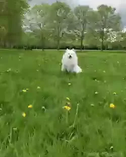 janushek - samokwiat
#gif #zwierzaczki #samoyed