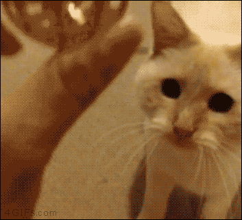 pierdze - #smiesznekotki #koty #kot 

Kotki wracają!

Jeśli nie chcesz przegapić ...