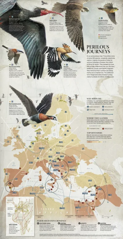 Lifelike - #nauka #biologia #ornitologia #ptaki #infografika #graphsandmaps