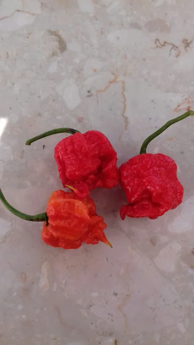 Rembrant - Ostatnie #rozdajo w tym sezonie

Carolina Reaper – kultywar papryki chili ...