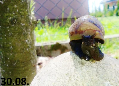 P.....n - Ostatnia sierpniowa niedziela. Będziemy się opalać! #slimokalendarz