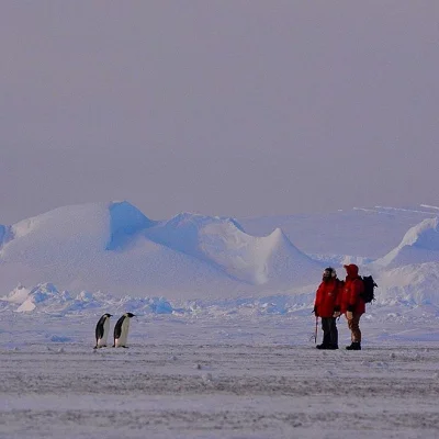 Nemezja - #fotografia #zwierzeta #antarktyda
Negocjacje