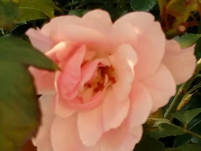 laaalaaa - Róża 49/100
#mojeroze #chwalesie #ogrodnictwo #mojezdjecie